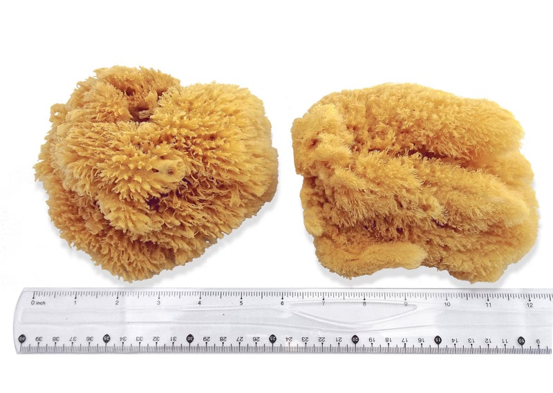 LullingworthÂ® Natural Sea Sponges for Artists - Unbleached 5"-5.5" 2pc Value Pack - Perfect Size for Painting Decorating Texturing Drywall Sponging Marbling Effects Faux Finishes Arts Crafts & More - Image 2